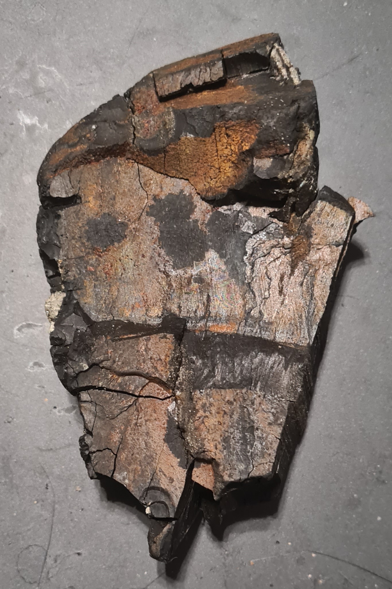 Jurassic Fossilised Wood